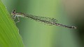 Agriocnemis dobsoni female (2 of 2)